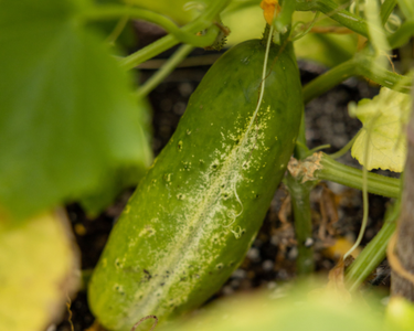National Pickling Cucumber Seeds